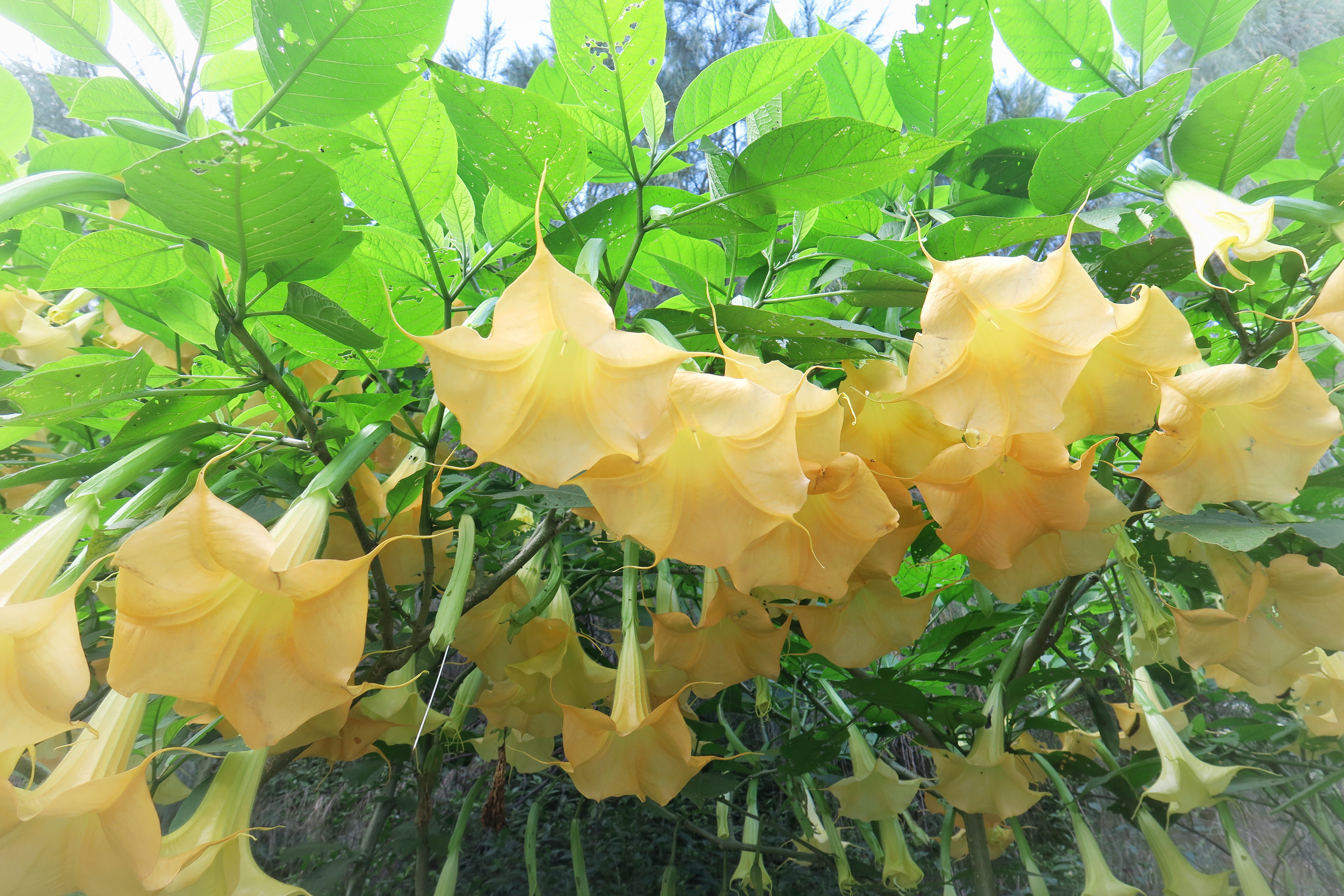 Yellow "morning glory"